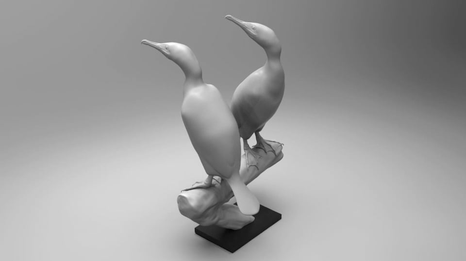 cormoran.7.avi