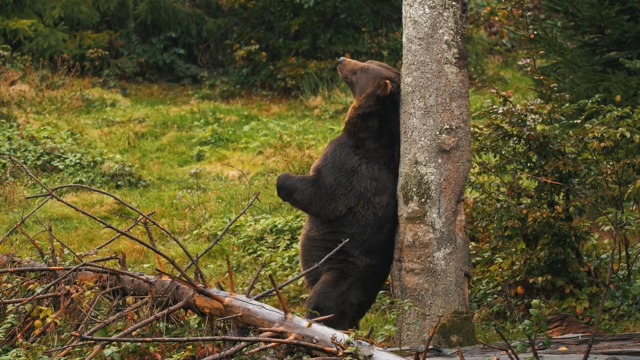 Scratch my Back