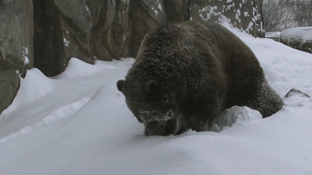 Bear search in Snow
