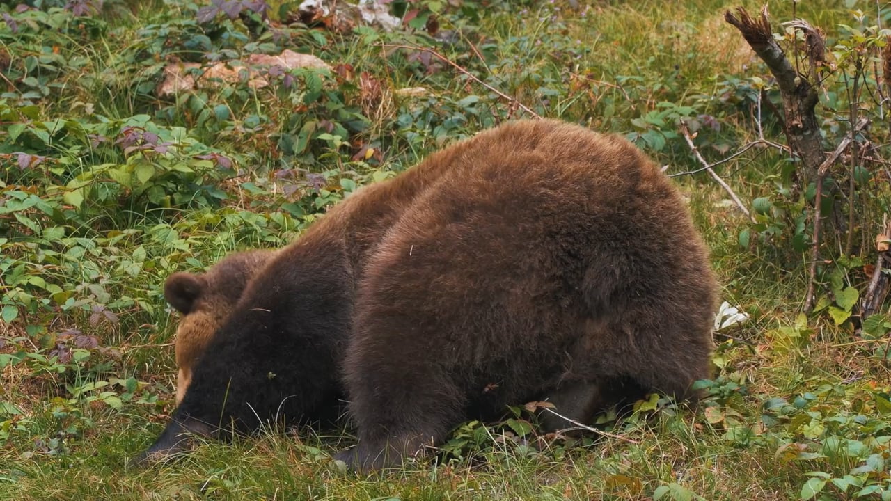 It is hard to get up