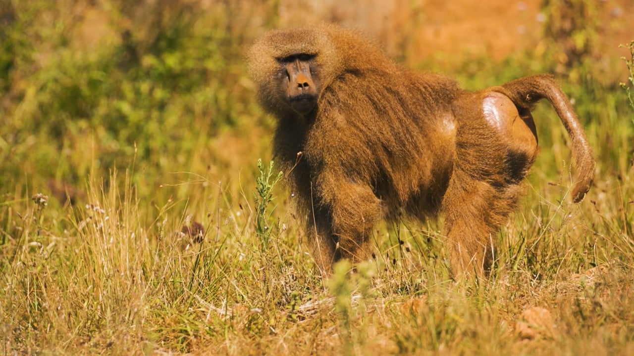 Big male Baboon