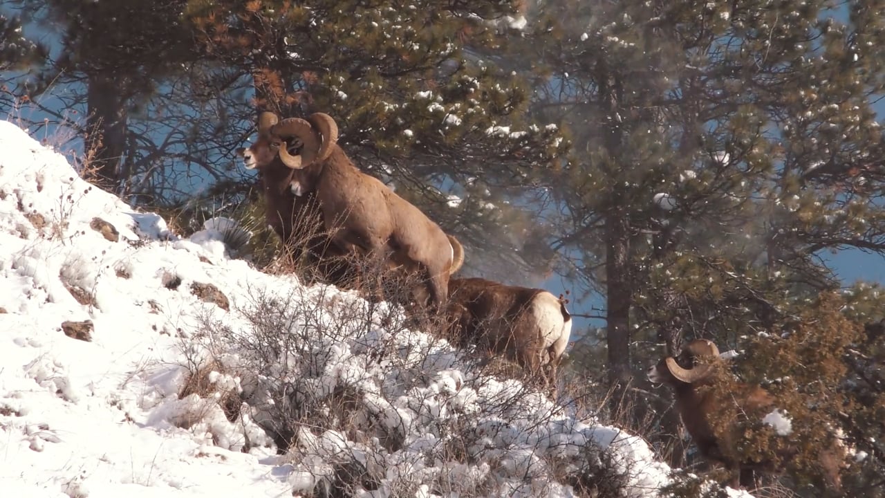 Bighorn in gust