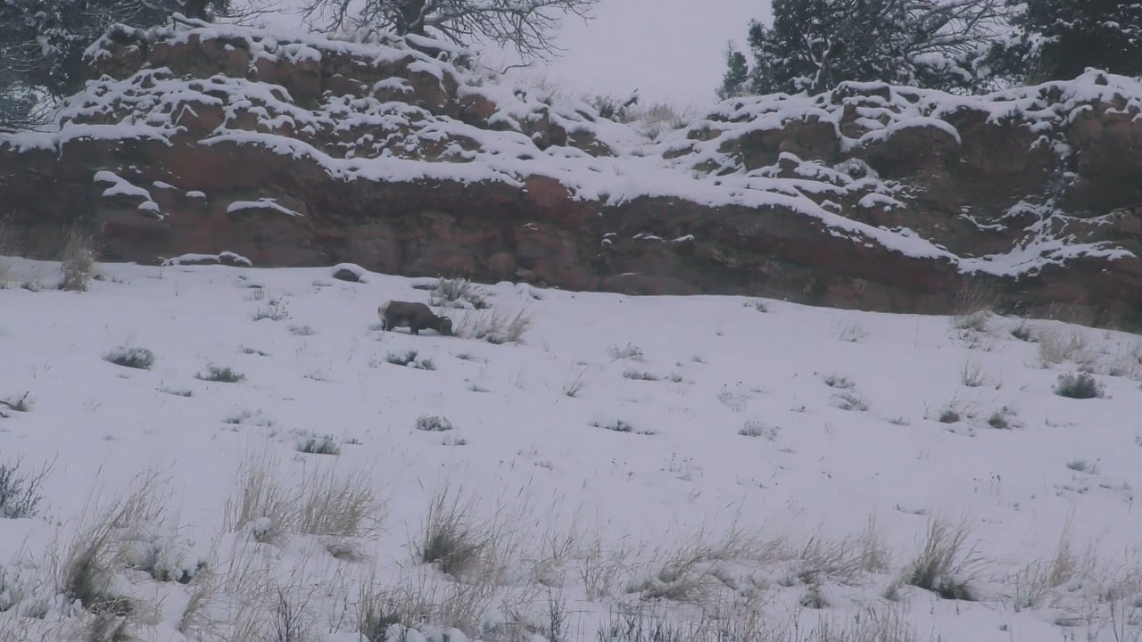 Bighorn in snow