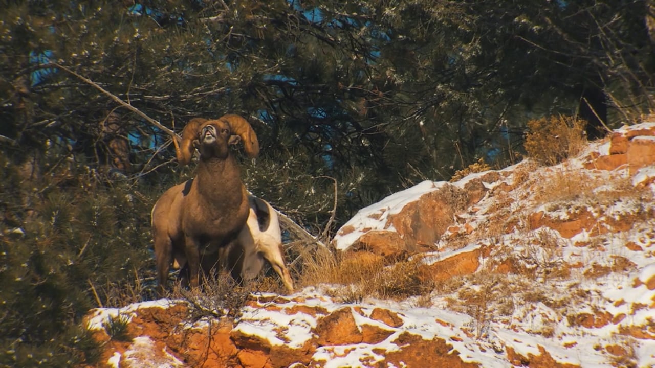Smelling Bighorn Ram