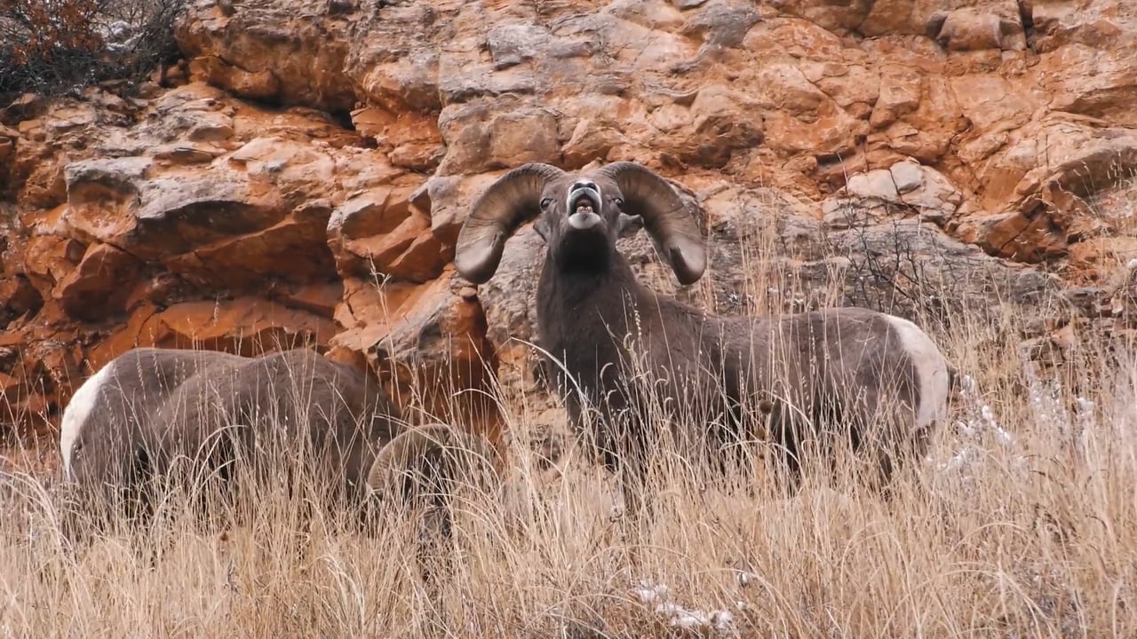 Bighorn smile