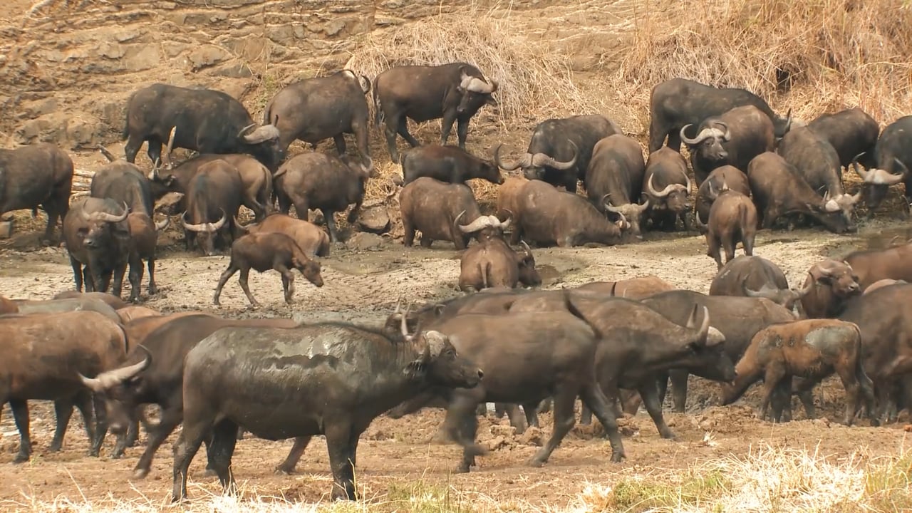 Big Buffalo herd