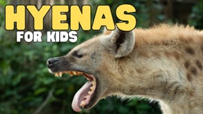 Vimeo Thumbnail