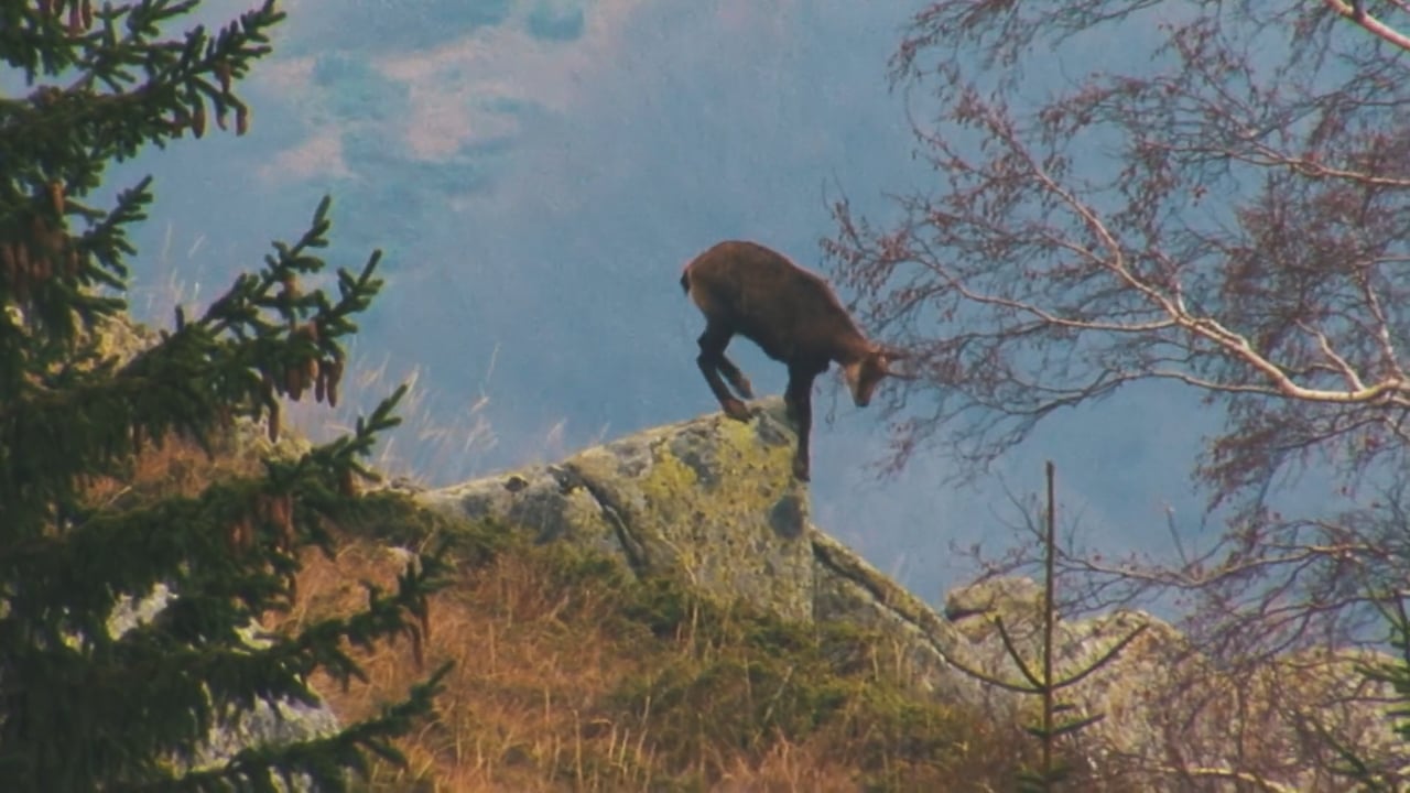 Chamois on a rock