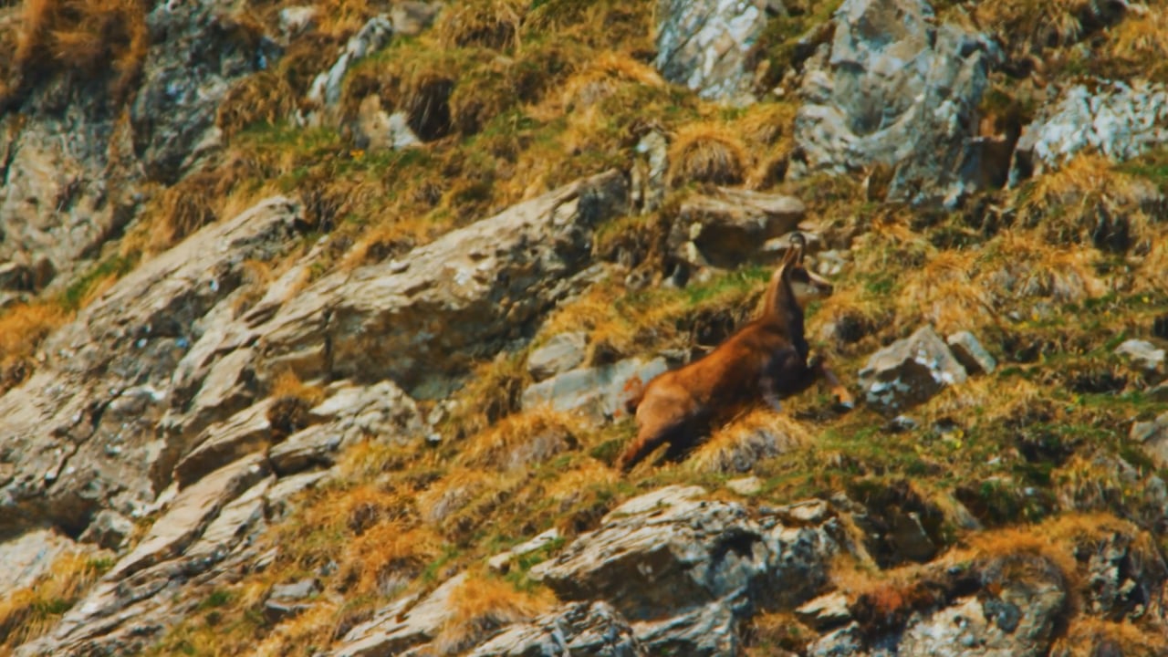 Chamois running