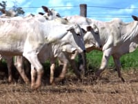 Lote 40