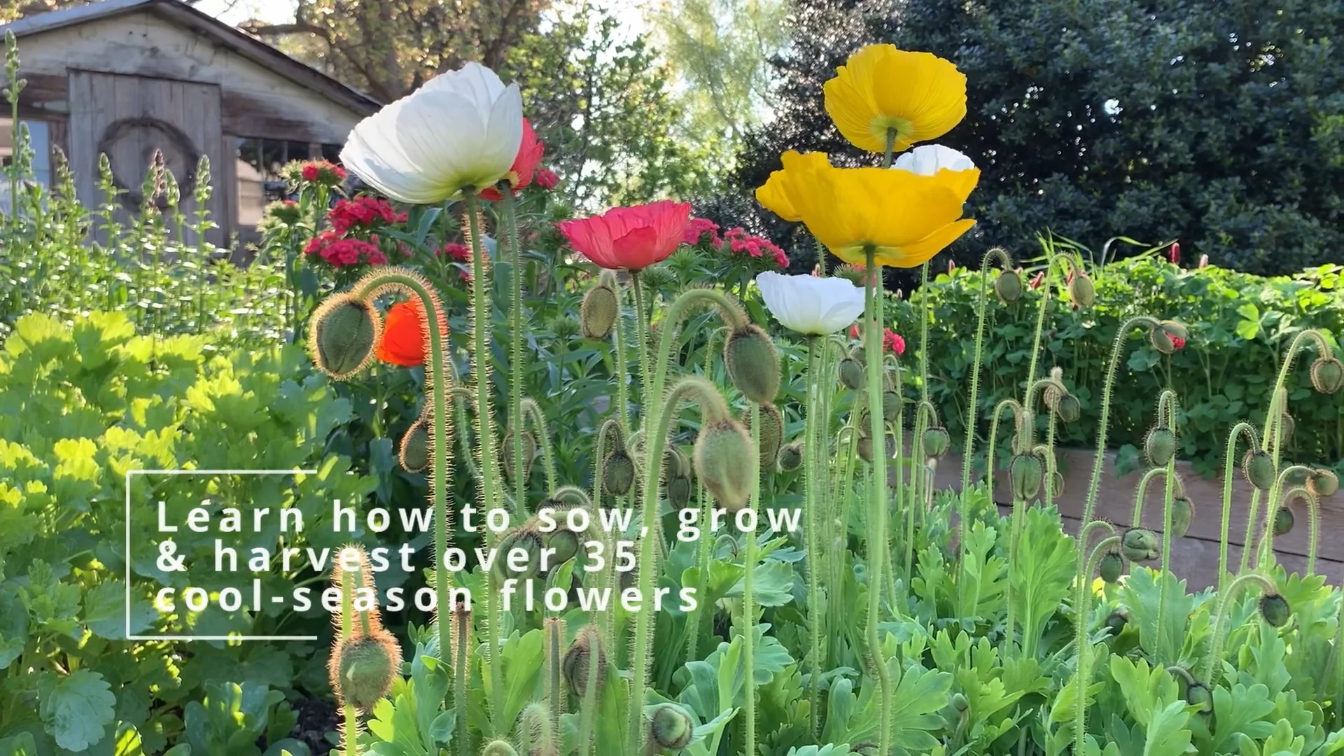 Cool Flowers from Seed to Harvest - The Gardener's Workshop
