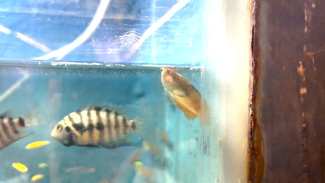 A dead fish floats in a dirty tank at an aquarium exhibition in Pune, India, 2024