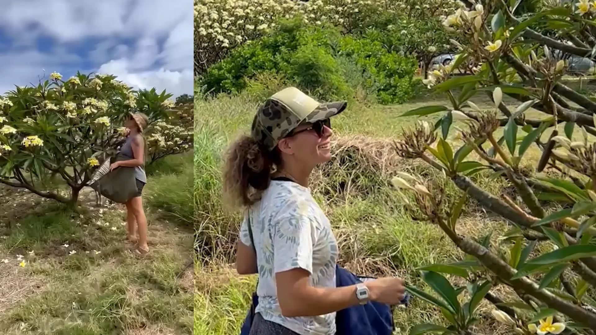 Steward Plumeria – evanhealy