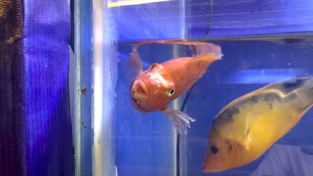 A fish suffering from a fungal infection struggles to swim in a tank at an aquarium exhibition in Pune, India, 2024