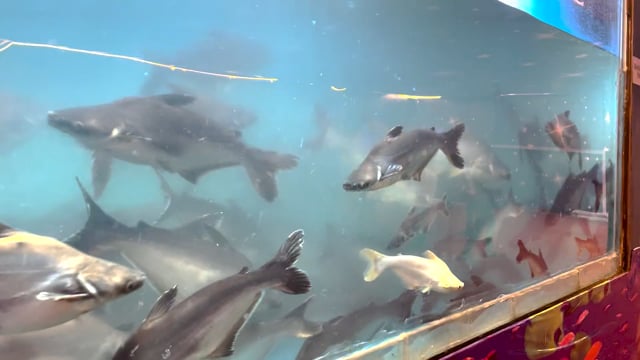 Many fish swim in a dirty tank at an aquarium exhibition in Pune, Maharashtra, India, 2024