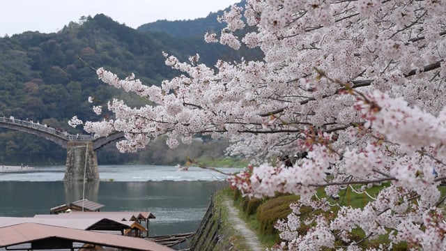 錦帯橋と桜のサムネイル画像