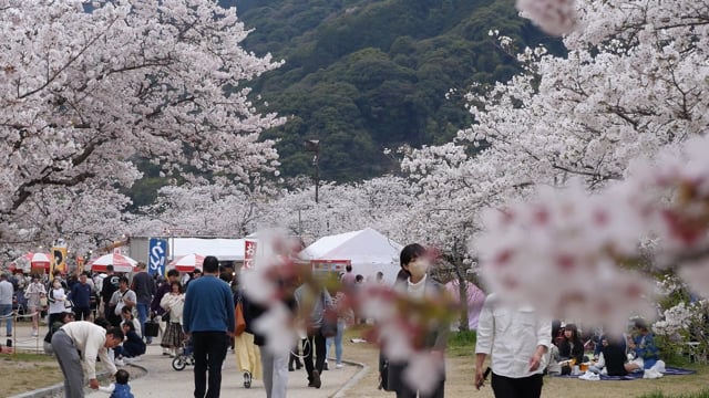 吉香公園の桜（岩国市）のサムネイル画像