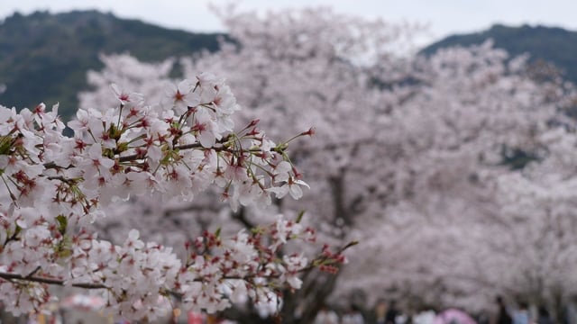 満開の桜のサムネイル画像