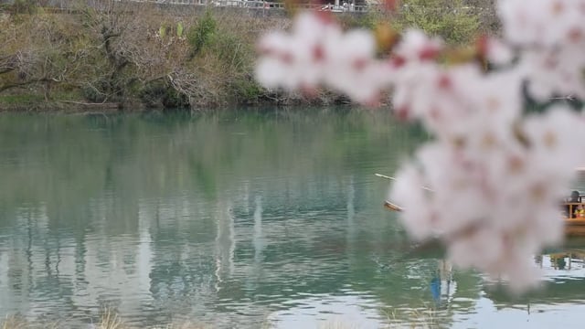 桜と屋形船のサムネイル画像