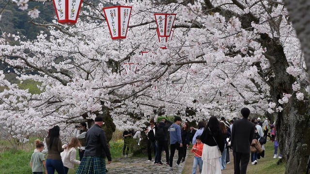 桜の並木道のサムネイル画像