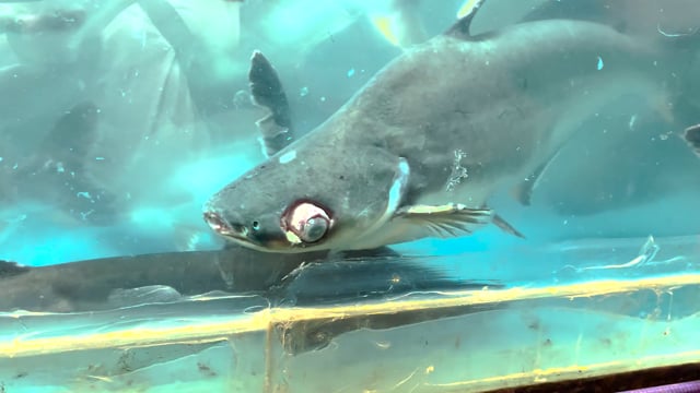 A black shark fish with an eye injury swims in a tank at an aquarium exhibition in Pune, Maharashtra, India, 2024