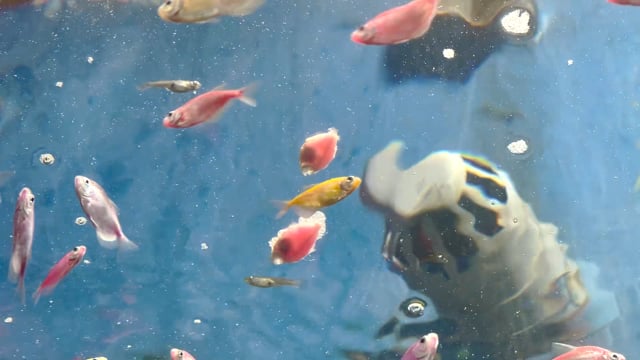 Small fish eat other dead fish in an underwater fish tunnel expo aquarium in Pune, Maharashtra, India, 2024