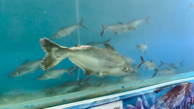 A black shark fish with injuries swims in an underwater fish tunnel expo aquarium in Pune, Maharashtra, India, 2024