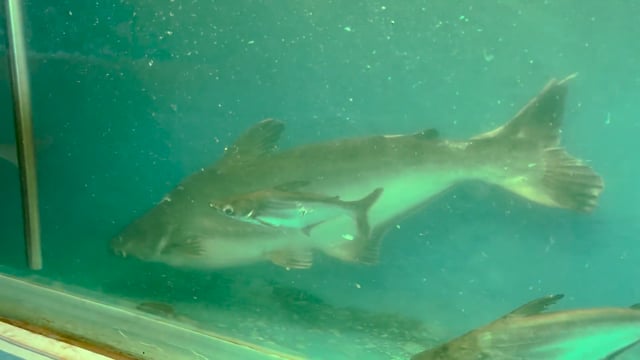 Black shark fishes with injuries swim in a tank with flashing lights and colours in an underwater fish tunnel expo aquarium in P