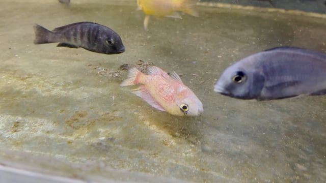 A dead fish lies at the bottom of a tank in an underwater fish tunnel expo aquarium in Pune, Maharashtra, India, 2024