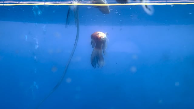 Two dead goldfish float in a tank in an underwater fish tunnel expo aquarium in Pune, Maharashtra, India, 2024