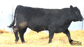 Feiring Angus Bull