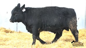 Feiring Angus Bull