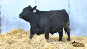 Feiring Angus Bull