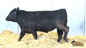 Feiring Angus Bull