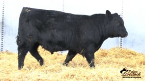 Feiring Angus Bull