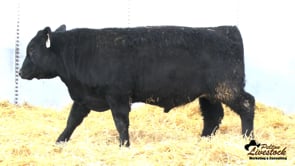 Feiring Angus Bull