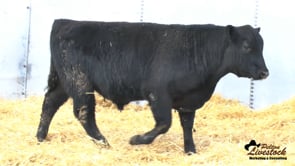 Feiring Angus Bull