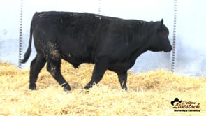 Feiring Angus Bull