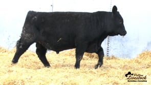 Feiring Angus Bull