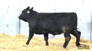 Feiring Angus Bull
