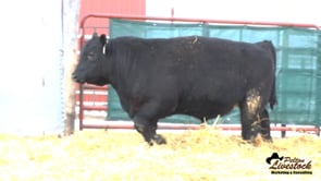 Feiring Angus Bull