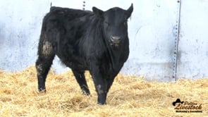 Feiring Angus Bull