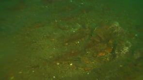 Stock anchor of the Jennie R. Dubois