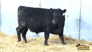 Feiring Angus Bull