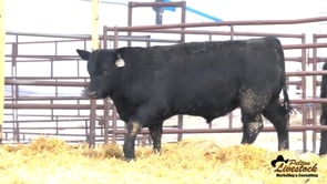 Feiring Angus Bull