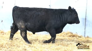 Feiring Angus Bull
