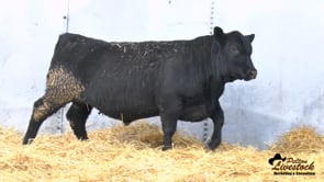Feiring Angus Bull