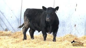 Feiring Angus Bull