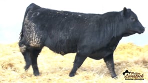 Feiring Angus Bull