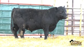 Feiring Angus Bull
